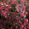 Physocarpus opulifolius 'Red Baron' - Lodjapuulehine põisenelas 'Red Baron' C1,5/1,5L